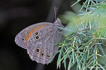 759.115A-Grote-schaduwzandoog-Kirinia-roxelana