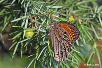 759.115B-Grote-schaduwzandoog-Kirinia-roxelana
