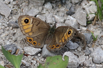 761.517- Kleine argusvlinder - Lasiommata petropolitana