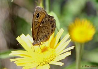 761.519- Kleine argusvlinder - Lasiommata petropolitana