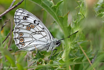 769.115A-Italiaans-dambordje-Melanargia-arge.jpg