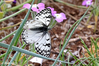 769.115B-Italiaans-dambordje-Melanargia-arge.jpg