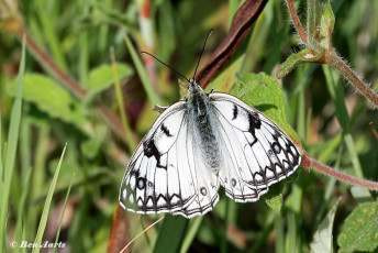 769.115C-Italiaans-dambordje-Melanargia-arge.jpg