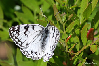 769.115D-Italiaans-dambordje-Melanargia-arge.jpg