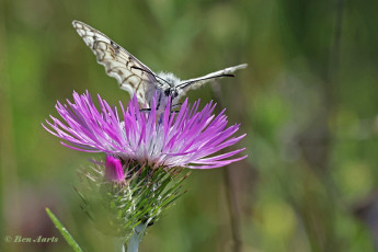 769.115E-Italiaans-dambordje-Melanargia-arge.jpg