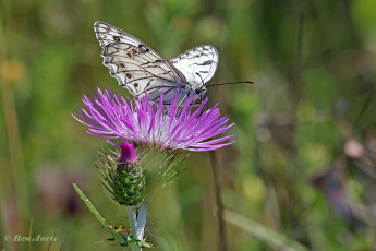 769.115F-Italiaans-dambordje-Melanargia-arge.jpg