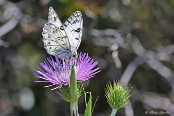 769.115G-Italiaans-dambordje-Melanargia-arge.jpg