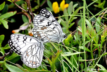 769.120A-Italiaans-dambordje-Melanargia-arge.jpg