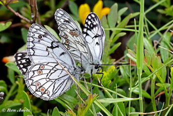 769.120B-Italiaans-dambordje-Melanargia-arge.jpg