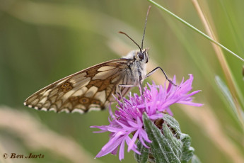 769.513-Dambordje - Melanargia galathea