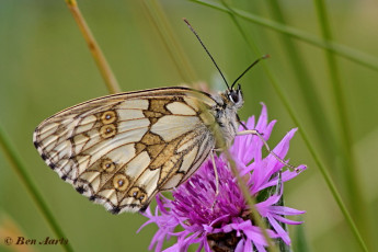 769.514-Dambordje - Melanargia galathea