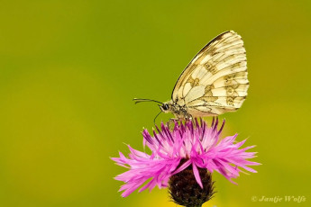 769.514E-Dambordje-Melanargia-galathea