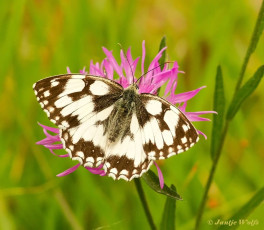 769.514J-Dambordje-Melanargia-galathea