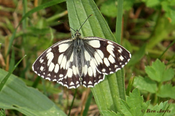 769.515-Dambordje - Melanargia galathea