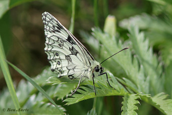 769.516-Dambordje-Melanargia-galathea