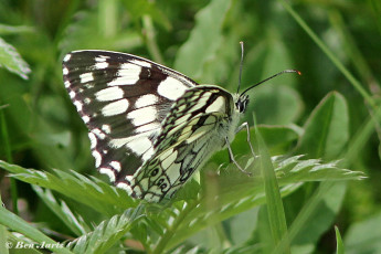 769.516B-Dambordje-Melanargia-galathea