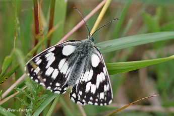 769.516C-Dambordje-Melanargia-galathea