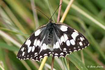 769.516D-Dambordje-Melanargia-galathea