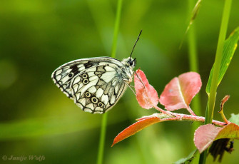 769.518- Dambordje - Melanargia galathea