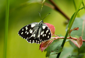 769.519- Dambordje - Melanargia galathea