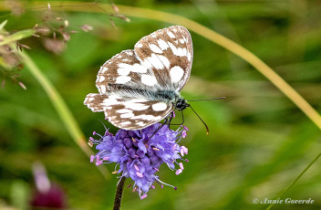 769.530A-Dambordje-Melanargia-galathea