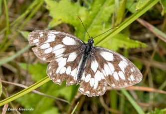 769.530B-Dambordje-Melanargia-galathea