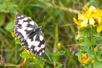 769.530C-Dambordje-Melanargia-galathea