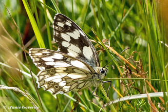 769.530E-Dambordje-Melanargia-galathea