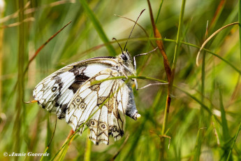 769.530F-Dambordje-Melanargia-galathea