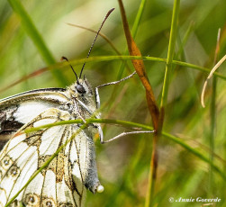 769.530G-Dambordje-Melanargia-galathea