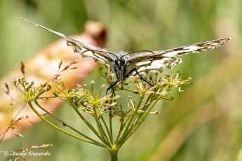 769.530H-Dambordje-Melanargia-galathea