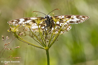 769.530I-Dambordje-Melanargia-galathea