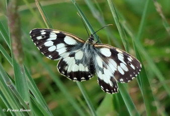 769.533-Dambordje-Melanargia-galathea