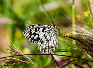 769.729- Moors-dambordje - Melanargia ines