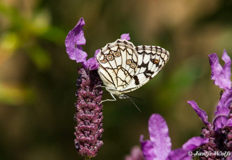 769.730- Moors-dambordje - Melanargia ines