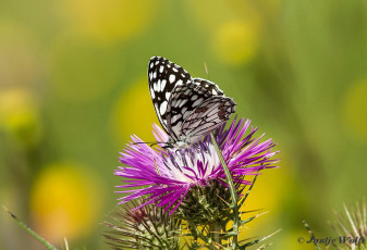 769.731- Moors-dambordje - Melanargia ines