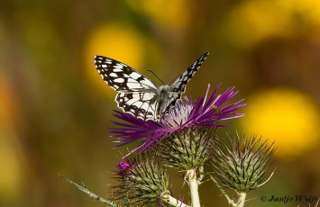 769.733- Moors-dambordje - Melanargia ines