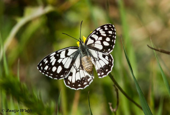 769.735- Moors-dambordje - Melanargia ines