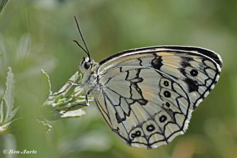 769.915A-Oostelijk-dambordje-Melanargia-larissa