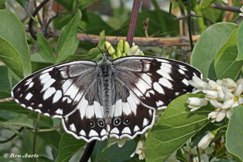 769.915B-Oostelijk-dambordje-Melanargia-larissa