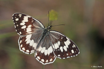 769.915C-Oostelijk-dambordje-Melanargia-larissa
