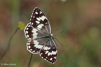 769.915D-Oostelijk-dambordje-Melanargia-larissa