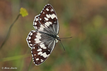 769.915E-Oostelijk-dambordje-Melanargia-larissa
