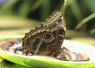 780.319-Peleides Blue Morpho - Morpho peleides