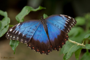 780.324-Peleides Blue Morpho - Morpho peleides