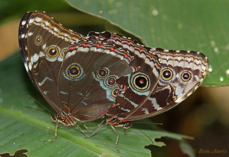 780.330-Peleides Blue Morpho - Morpho peleides