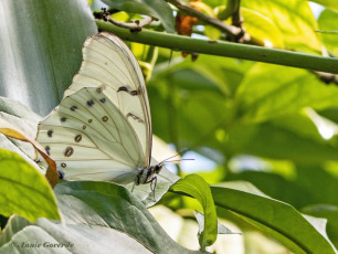780.715-White-morpho-Morpho-polyphemus