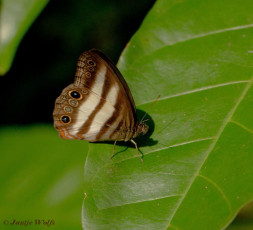 796.520-Hesionides-sater - Pareuptychia hesionides