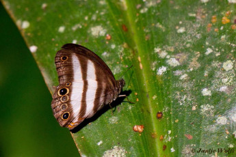 796.521-Hesionides-sater - Pareuptychia hesionides