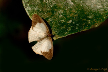 796.526-Hesionides-sater - Pareuptychia hesionides